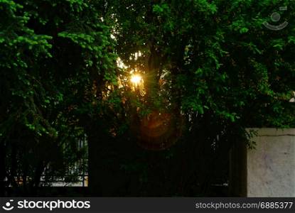 the light of the sun in the evening through the branches of acacia, Moscow