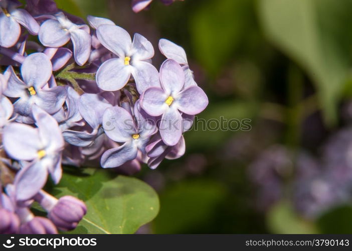 The lilac genus of shrubs belonging to the family Oleaceae