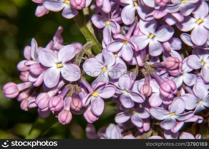 The lilac genus of shrubs belonging to the family Oleaceae