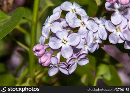 The lilac genus of shrubs belonging to the family Oleaceae