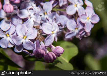 The lilac genus of shrubs belonging to the family Oleaceae