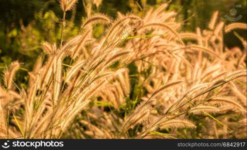 The Liliopsida or Poaceae or Weed Flowers fields