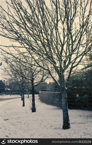 The line of trees with dry branches next to road with snow covered in the winter in retro filter, Old tree with out leaves with snowing in the winter season, snow on the road