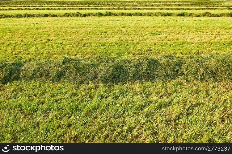 The Lines of New-mown Hay in Bavaria, Germany