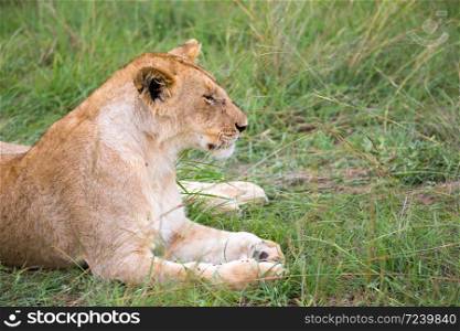 The lions rest in the grass of the savanna. Lions rest in the grass of the savanna