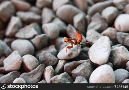 The little brown mantis crawls over small stones