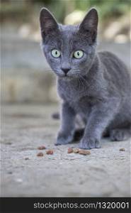 The little gray kitten looks on in disbelief