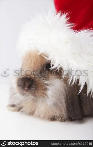 The little rabbit in a hat santa claus closeup