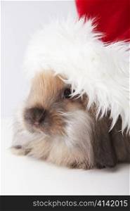 The little rabbit in a hat santa claus closeup
