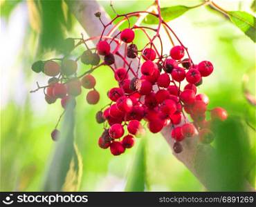 The Little Red Fruits is shining in Spring sunlight