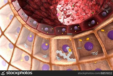 The liver is a vital organ that plays an important role in the digestion of fats, detoxification and metabolism. 3D illustration. The liver is a vital organ that plays an important role in the digestion of fats, detoxification and metabolism.