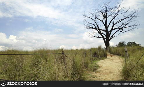 The Lone Tree in Jurong Lake Gardens Singapore. It is a sculptur is made from recycled iron reinforcement bars salvaged from old park pathways.