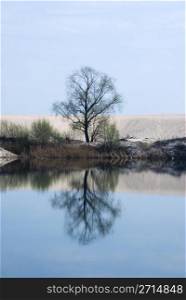 The lonely tree reflected on the water