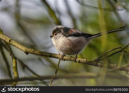 The long-tailed tit