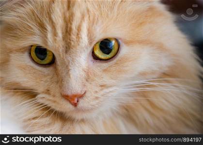 The look of a red cat with yellow eyes