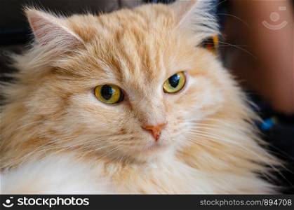 The look of a red cat with yellow eyes, close-up