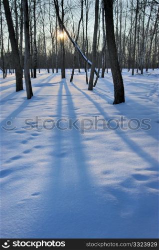 The low winter sun, the blue snow and the long shadows of the trees