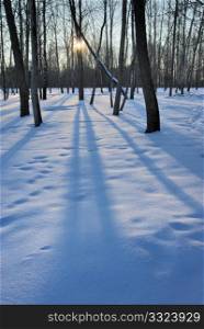 The low winter sun, the blue snow and the long shadows of the trees
