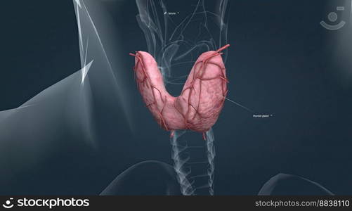 The lower two thirds of the lobes are connected by a thin band of tissue called the thyroid isthmus. The thyroid is located at the front of the neck, below the Adam’s apple. 3D illustration. Thyroid gland, is an endocrine gland in vertebrates. In humans it is in the neck and consists of two connected lobes.