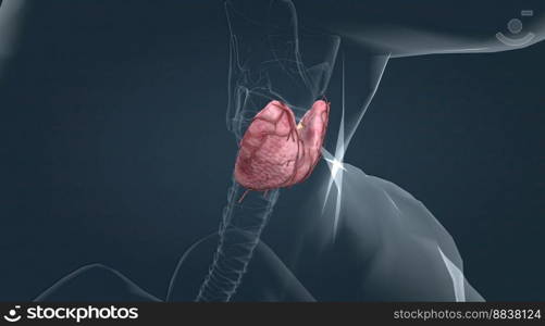 The lower two thirds of the lobes are connected by a thin band of tissue called the thyroid isthmus. The thyroid is located at the front of the neck, below the Adam&rsquo;s apple. 3D illustration. Thyroid gland, is an endocrine gland in vertebrates. In humans it is in the neck and consists of two connected lobes.