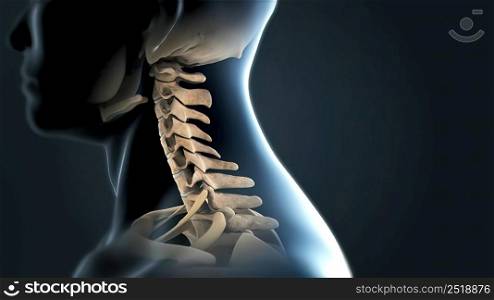 The lumbar spine refers to the lower back, where the spine curves inward toward the abdomen. 3d illustration. Lumbar Spine With Nerves
