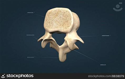 The lumbar vertebrae  lumbar vertebrae  are the vertebrae between the rib cage and the pelvis. 3D illustration. The lumbar vertebrae  lumbar vertebrae  are the vertebrae between the rib cage and the pelvis.