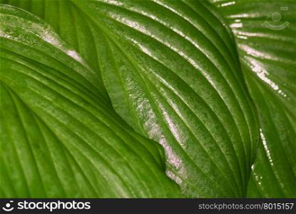 The lush, green leaf of a water plant shined by the sun. A close up.