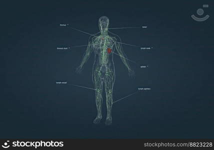 The lymphatic system a part of the immune system in humans and an organ system that complements the circulatory system 3d illustration. The lymphatic system a part of the immune system in humans and an organ system that complements the circulatory system