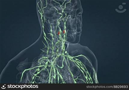 The lymphatic system a part of the immune system in humans and an organ system that complements the circulatory system 3d illustration. The lymphatic system a part of the immune system in humans and an organ system that complements the circulatory system
