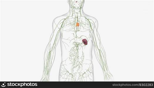 The lymphatic system is a network of organs, tissues, vessels and nodes that filter the lymph throughout the body. 3D rendering. The lymphatic system is a network of organs, tissues, vessels and nodes that filter the lymph throughout the body.