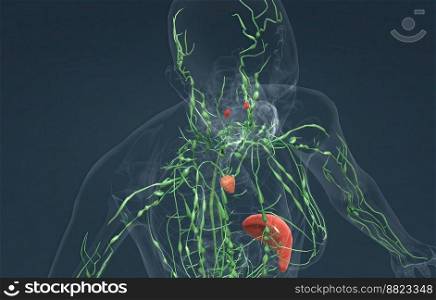 The lymphatic system is a network of tissues, vessels and organs that work together to move a colorless, watery fluid called lymph back into your circulatory system 3D illustration. The lymphatic system is an organ system that is part of the circulatory system and immune system in vertebrates.