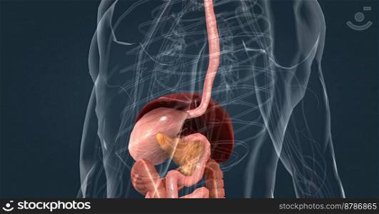 The main task of the liver in the digestive system is to process the nutrients absorbed from the small intestine. 3d illustration. The main task of the liver in the digestive system is to process the nutrients absorbed from the small intestine.