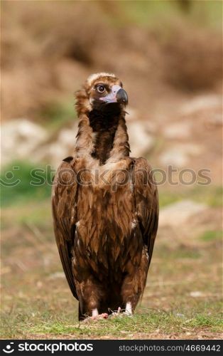 The majestic wild black vulture in its habitat