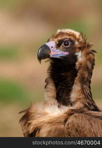 The majestic wild black vulture in its habitat