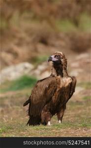 The majestic wild black vulture in its habitat