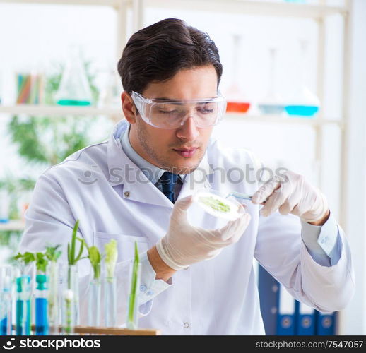 The male biochemist working in the lab on plants. Male biochemist working in the lab on plants