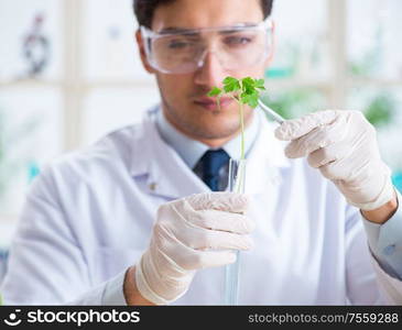 The male biochemist working in the lab on plants. Male biochemist working in the lab on plants