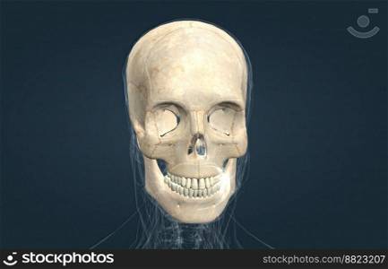 The male skull is a bone protective cavity for the brain 3D illustration. The male skull is a bone protective cavity for the brain