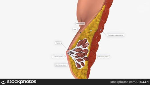 The mammary glands as modified sweat glands designed to produce and secrete milk. 3D rendering. The mammary glands as modified sweat glands designed to produce and secrete milk.