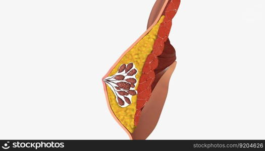 The mammary glands as modified sweat glands designed to produce and secrete milk. 3D rendering. The mammary glands as modified sweat glands designed to produce and secrete milk.