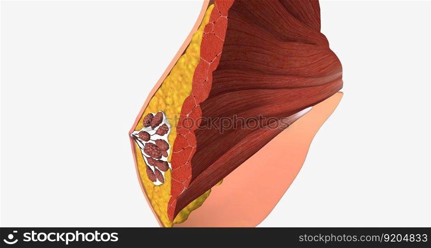 The mammary glands as modified sweat glands designed to produce and secrete milk. 3D rendering. The mammary glands as modified sweat glands designed to produce and secrete milk.