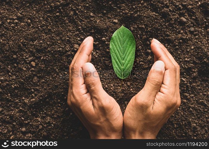 The man&rsquo;s hand surrounded the leaf that was laying on the ground, ecology concept.