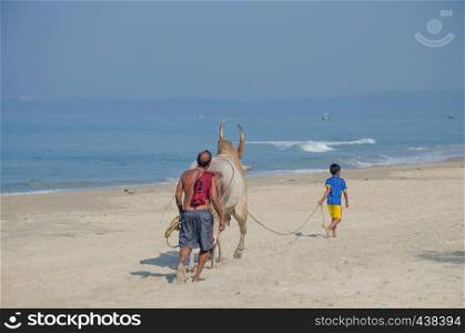 The man the Hindu the driver of a buffalo there are on the beach the Arabian Sea