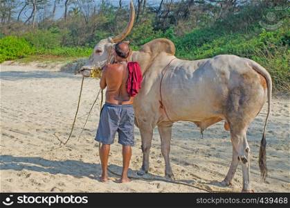 The man the Hindu the driver of a buffalo there are on the beach the Arabian Sea