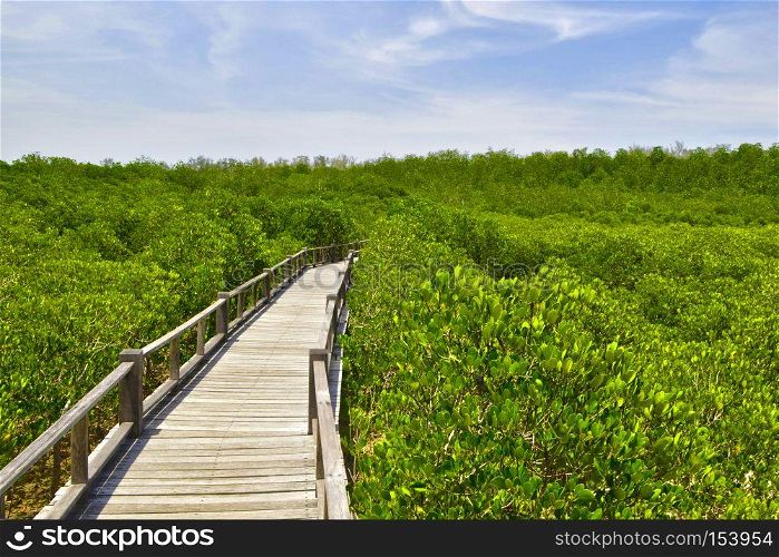 the mangrove forest in Thailand