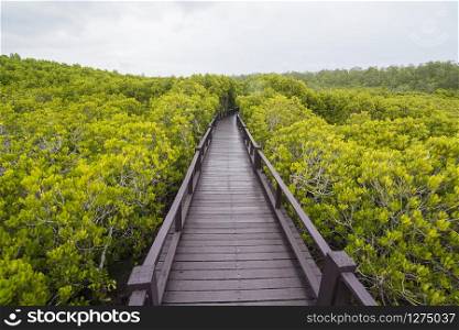 the mangrove Forest Park near the Town of Pranburi on the Golf of Thailand south the Town of Hua Hin in Thailand. Thailand, Hua Hin, November, 2019. ASIA THAILAND HUA HIN MANGROVE FOREST PARK