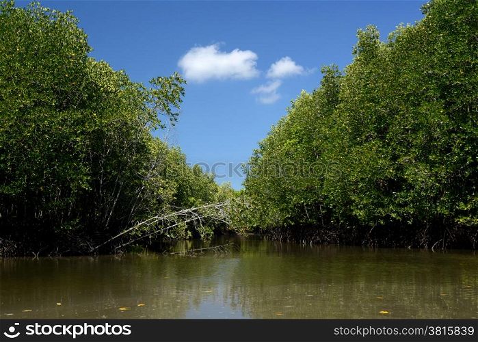 The mangroves at a lagoon near the City of Krabi on the Andaman Sea in the south of Thailand. . THAILAND