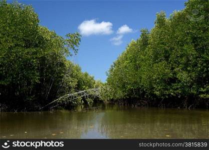 The mangroves at a lagoon near the City of Krabi on the Andaman Sea in the south of Thailand. . THAILAND