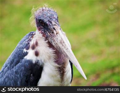 The Marabou Stork close-up portrait in Tanzania, Africa