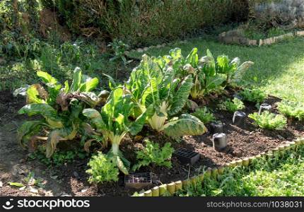 the mature chard in a vegetable garden